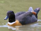 ?? (WWT Slimbridge 20) - pic by Nigel Key